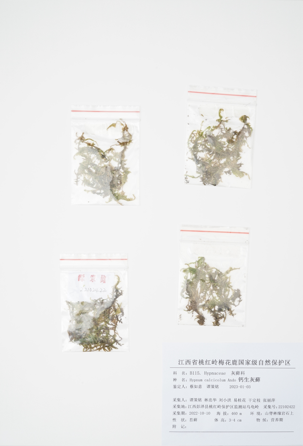 002. B115.钙生灰藓