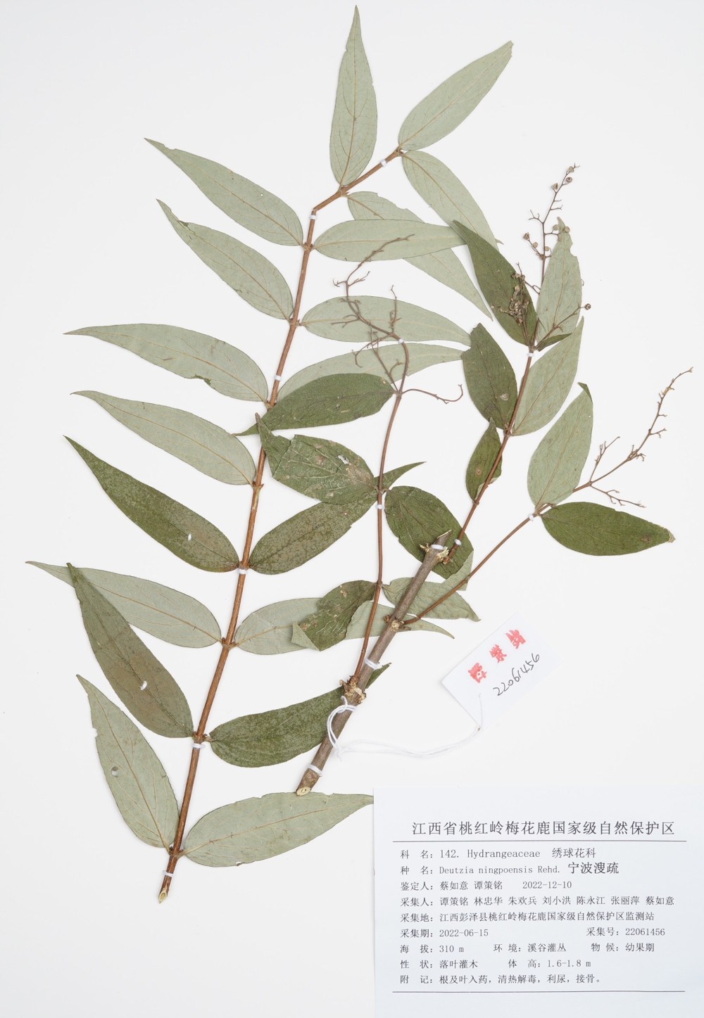 213. 142.宁波溲疏