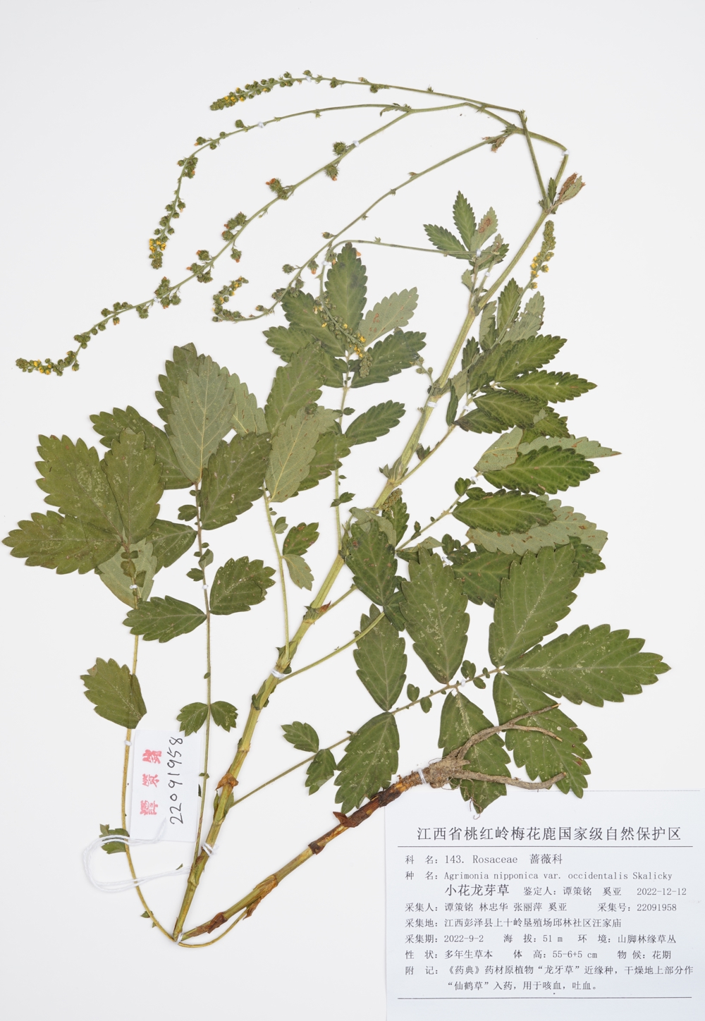 215. 143.小花龙芽草