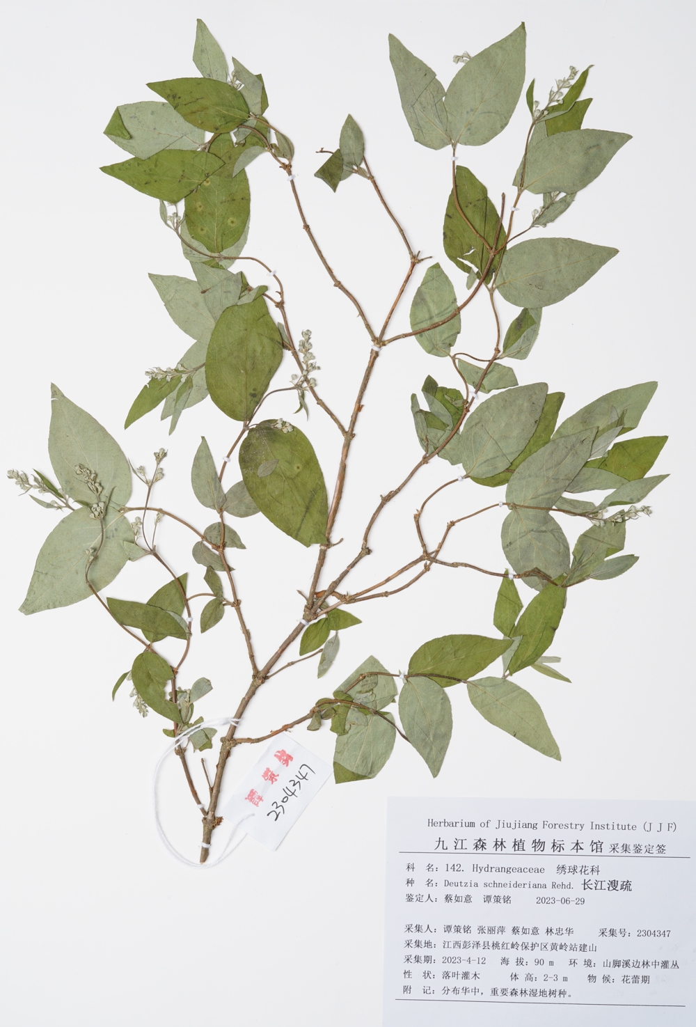 214. 142.长江溲疏