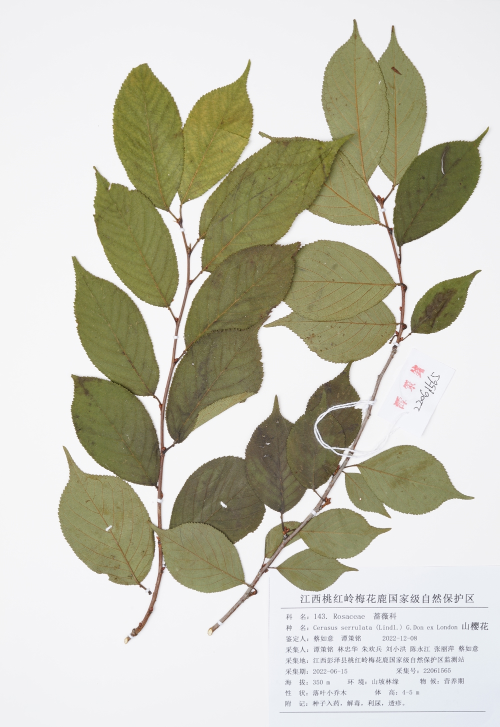 220. 143.山樱花