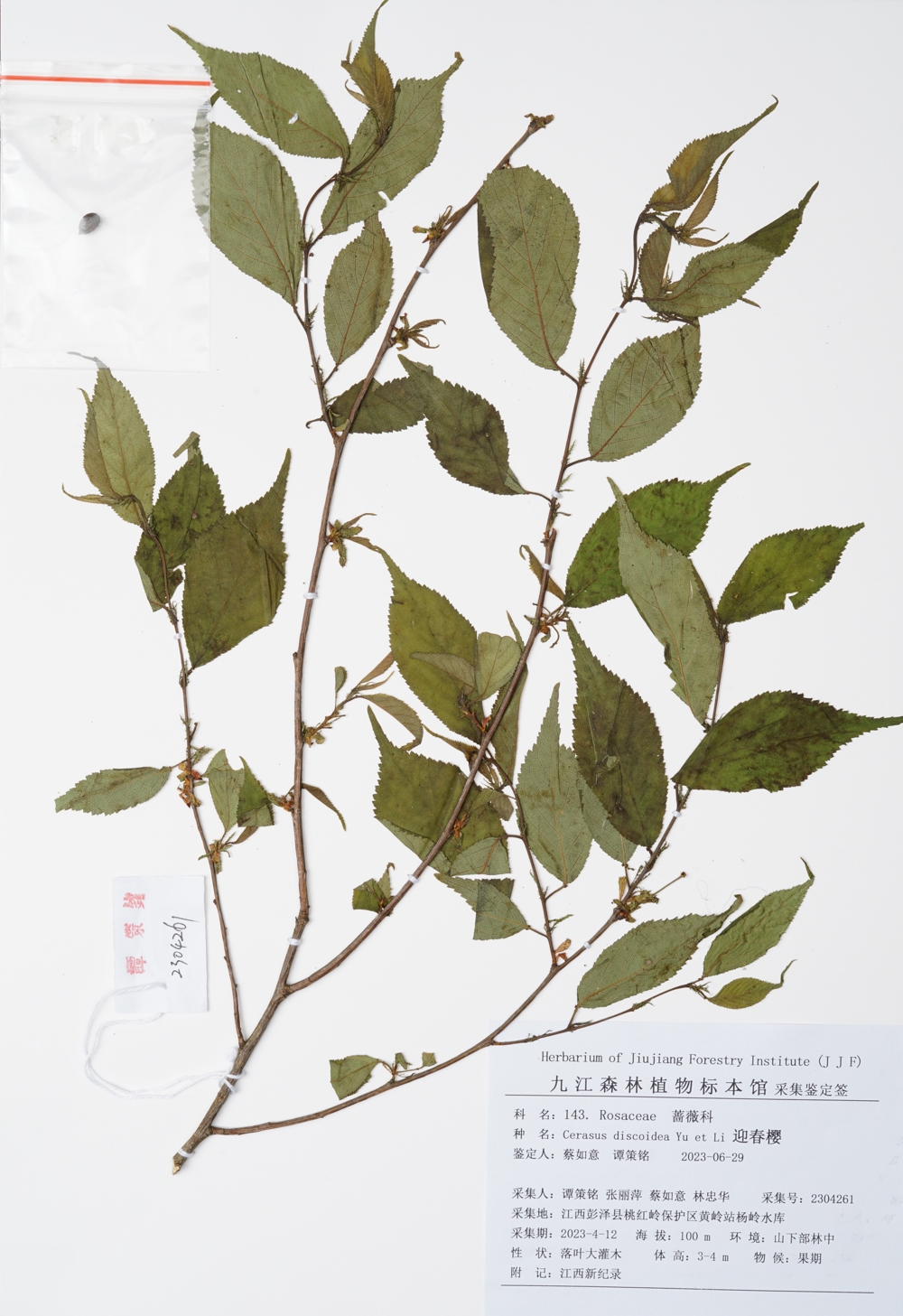 219. 143.迎春樱